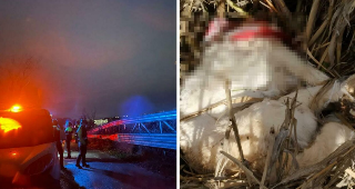 Orrore a Scossicci, 5 cani decapitati: 3 sono cuccioli